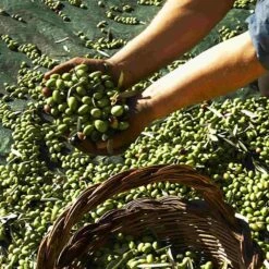 Galantino Gran Cru Coratina Extra Virgin Olive Oil, 500ml -Best Kitchenware Shop oliveoil1 21e04220 adac 449c ac6f 9c3171e6f6a8