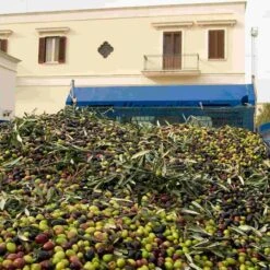 Galantino Gran Cru Coratina Extra Virgin Olive Oil, 500ml -Best Kitchenware Shop oliveoil2 7cbfb854 55df 4d4a 89ef d090c9a92979