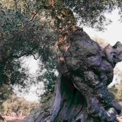 Galantino Gran Cru Coratina Extra Virgin Olive Oil, 500ml -Best Kitchenware Shop oliveoil3 1528ba8d 79a3 4aa5 9049 a50a6563dd0f